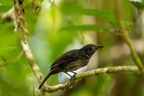 Black-hooded antshrike (Thamnophilus bridgesi) sitting on a branch, tropical rainforest, Corcovado