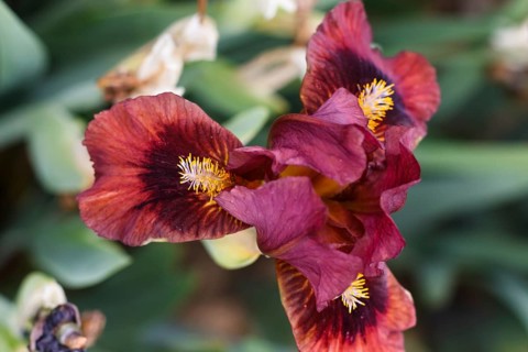 Beautiful multicolored iris flower bloom in the garden. Close up, fragility and summer concept