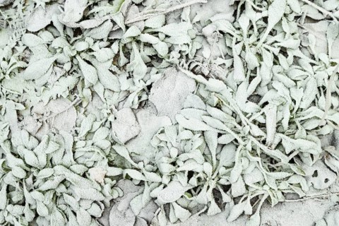Leaves and grass covered with hoarfrost. Abstract floral background, garden and winter concept.