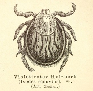 Historical wood engraving, illustration from Meyers encyclopedia 4th edition 1889 and 1890, female