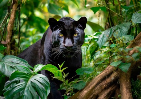 Animal portrait, Black Panther, Jaguar (Panthera onca) in the jungle, AI generated, AI generated