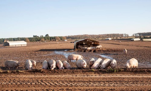 Free Range pig farming, Tunstall, Suffolk, England, UK