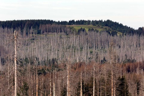 Dead spruce trees, due to infestation by bark beetles, Oderbrück, 19/07/2020