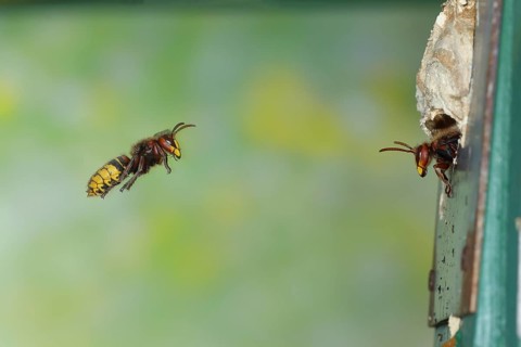 European hornet (Vespa crabro), worker approaching the nest, a guard looking out of the entrance,