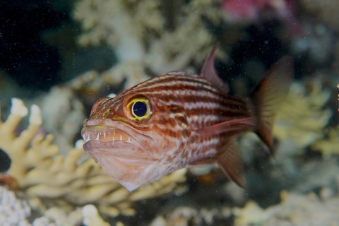Largetoothed cardinalfish (Cheilodipterus macrodon), dive site House Reef, Mangrove Bay, El Quesir,