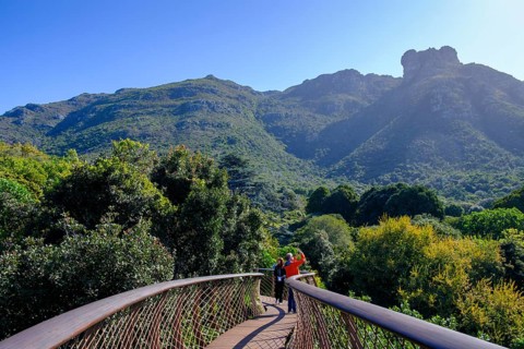 Visitors on the Boomslang Canopy Trail, Kirstenbosch Tree Canopy Walkway, Kirstenbosch Botanical