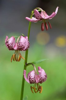 Turk's cap (Lilium martagon), Bernese Oberland, Switzerland, Europe