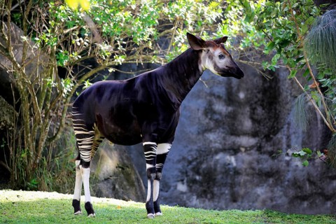 Okapi (Okapia johnstoni), adult alert, Africa, captive