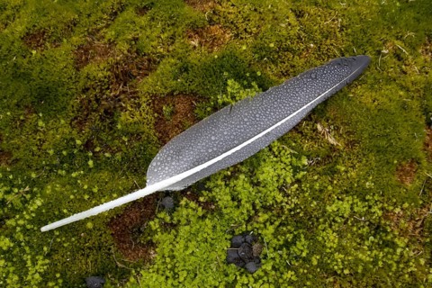 Dewdrops on goose feather, Norway, Svalbard Spitsbergen, Norway, Europe