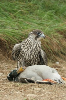 Gerfalcon (Falco rusticolus) young mallard with mallard drake (Anas platyrhynchos) Allgäu, Bavaria,