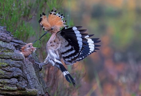 Hoopoe (Upupa epops) Bird of the Year 2022, approach with beetle larva as prey for the young bird
