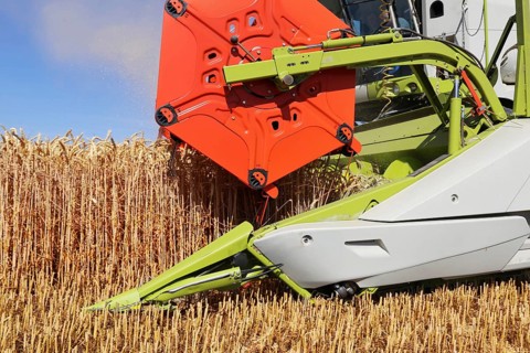 Grain harvesting with combine harvester (Ludwigshafen, Germany)