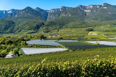 Apple-growing area and wine-growing, in the Adige Valley, South Tyrol, large areas under
