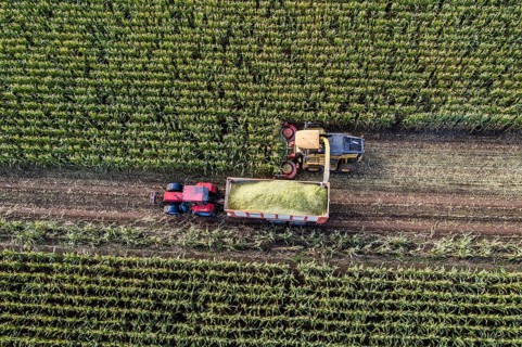 Maize harvest, combine harvester, chopper works its way through a maize field, the silage is pumped