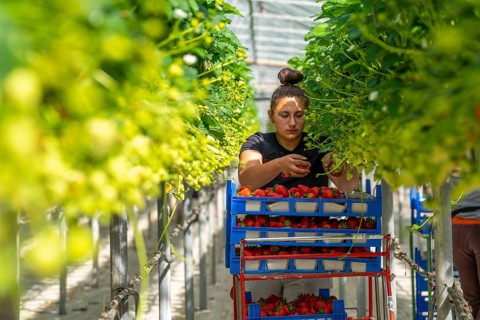 Harvesting strawberries, harvest helper, strawberry cultivation in the greenhouse, young strawberry