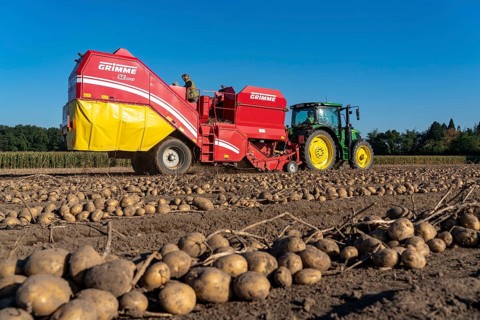 Potato harvesting, so-called split harvesting method, first the tubers are taken out of the ground