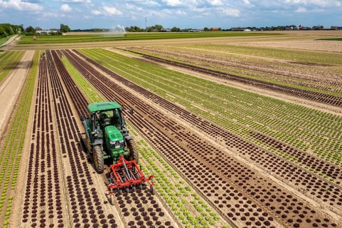 Farmer working a field with different heads of lettuce, in different stages of growth, weeds are