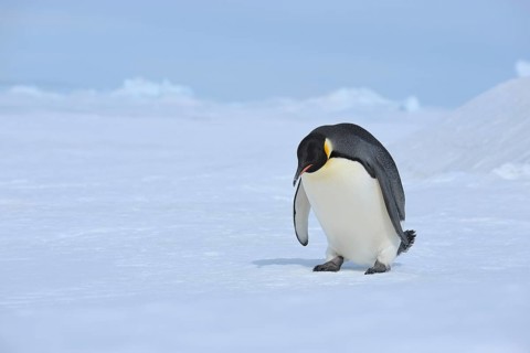 Emperor penguins (Aptenodytes forsteri), Penguin Lays on the Ice, Series, Snow Hill Island,