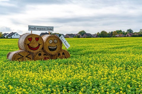 Advertising for regional purchasing, from farmers in the region, straw bales in a rapeseed field