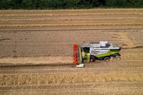 Agriculture, grain harvest, wheat, combine harvester harvesting in a wheat field, near