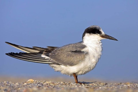 Forster's tern (Sterna forsteri), Bowman's Beach, Sanibel, Florida, USA, North America