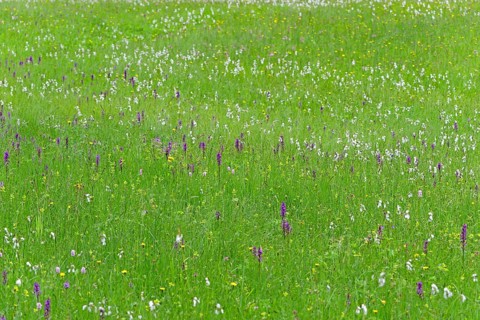 Meadow with broad-leaved orchids (Dactylorhiza majalis), cottongrass (Eriophorum) and meadow
