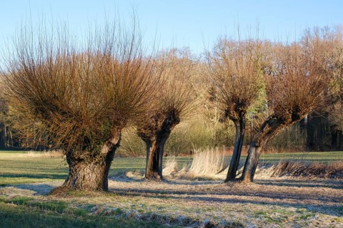 White willow (Salix alba), winter, Dortmund, Ruhr area, North Rhine-Westphalia, Germany, Europe