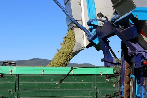 Grape grape harvest with full harvester in the district of Bad Dürkheim, Rhineland-Palatinate