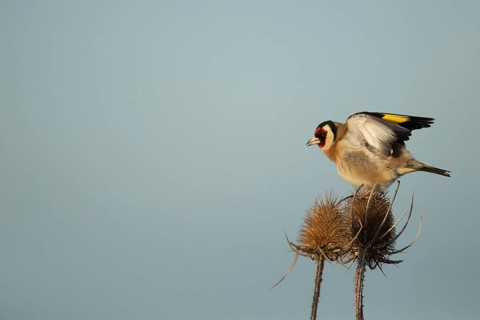 European goldfinch (Carduelis carduelis) adult bird on a Teasel (Dipsacus fullonum) seedhead,