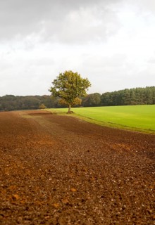 Landscape with fields and single oak tree standing alone, Chisbury, Wiltshire, England, UK