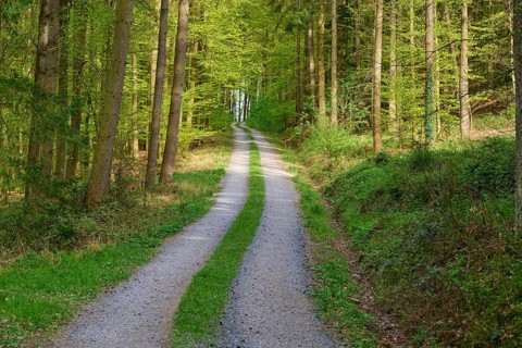 A quiet forest path leads through green, dense trees, Obernburg, Spessart, Odenwald, Bavaria,
