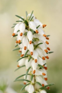 Snow heather or spring heather (Erica herbacea, Erica carnea), flowering, ornamental plant, North