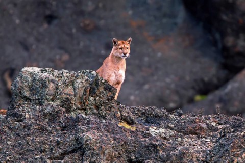 Cougar (Felis concolor patagonica) wbl. Torres del Paine NP, Chile, Torres del Paine NP, South