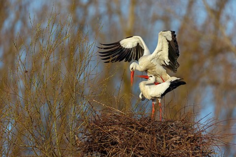 White stork (Ciconia ciconia), stork marriage, mating, copula, Altlußheim, Germany, Europe