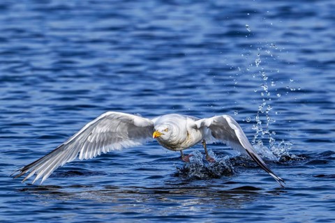 European herring gull (Larus argentatus) adult seagull taking off from sea water surface along the