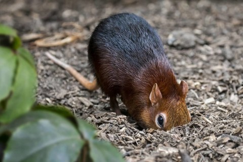 Black and rufous elephant shrew, black and rufous sengi (Rhynchocyon petersi) looking for insects
