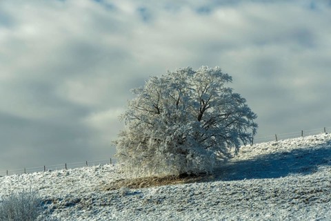 Aubrac plateau, snowy tree, Lozere department, Occitanie, France, Europe