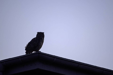 Eurasian eagle-owl (Bubo bubo), adult male, sitting on the roof of an old industrial building,