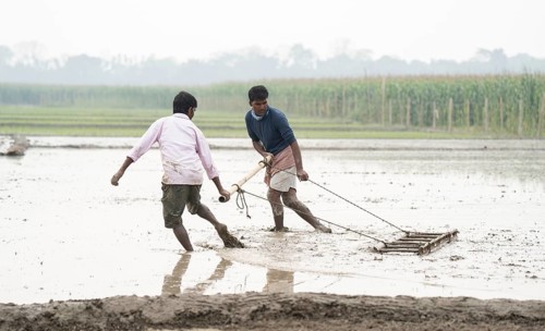 Morigaon, India. 20 February 2024. Farmers plough land before plant rice saplings in a paddy field