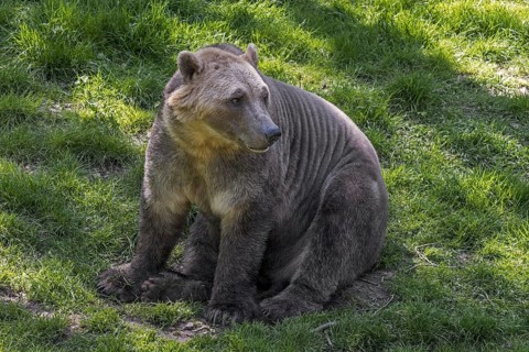 Polar bear, brown bear hybrid, polar bear-grizzly bear hybrid also called grolar bear, pizzly bear,
