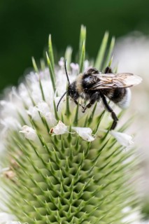 Shrill carder bee (Bombus sylvarum) on teasel (Dipsacus sylvestris), Emsland, Lower Saxony,