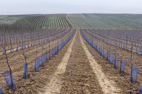 Orchard in winter, new planting, apples, vineyard, Baden-Württemberg, Germany, Europe