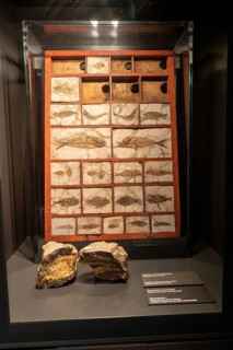 Exhibits, fossilised fish in the Goethe National Museum, Weimar, Thuringia, Germany, Europe