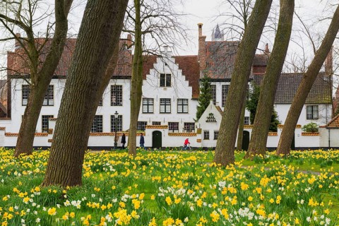 The Beguinage, Benelux, city, city trip, garden, flowers, yellow, religious, religion, West