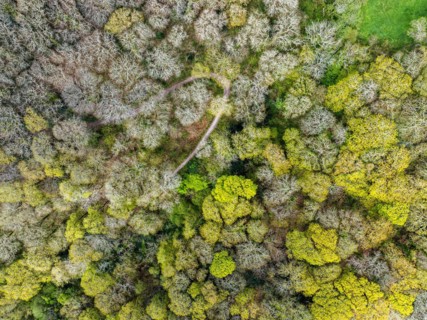Top Down over Forest from a drone, Long Wood, River Dart, Dartmouth, Kingswear, Devon, England,