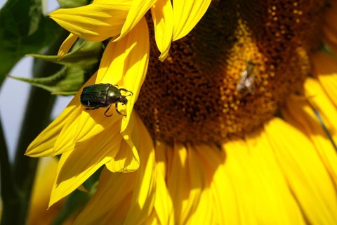Rose chafer on a sunflower, July, Saxony, Germany, Europe
