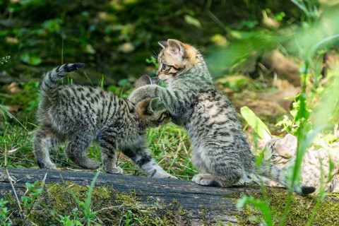 Three young kittens playing and wrestling with each other in the forest, wild cat (Felis