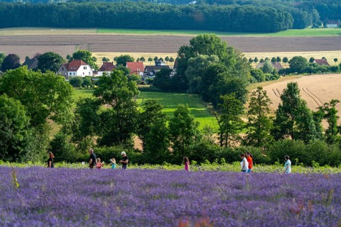 Lavender fields in East Westphalia Lippe, OWL, near the village of Fromhausen, near Detmold, the