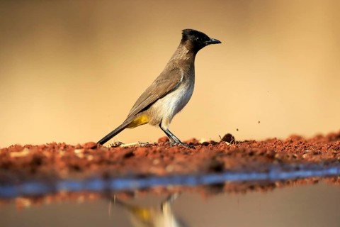 Grey bulbul (Pycnonotus barbatus), adult, at the water, Kruger National Park, Kruger National Park,