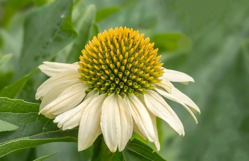 Echinacea purpurea, White Coneflower variety White Swan, Palatinate, Rhineland-Palatinate, Germany,